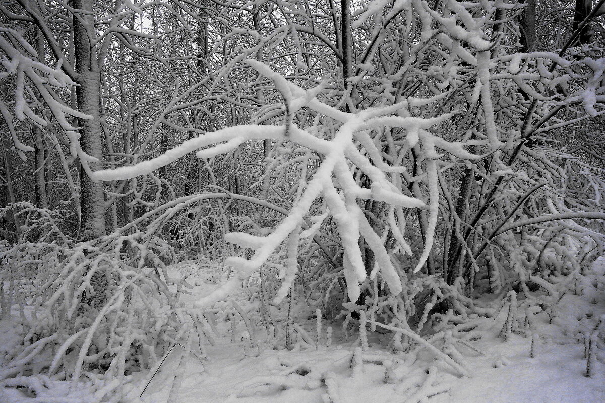 Снежные этюды - Рита Симонова Снежные этюды - Рита Симонова