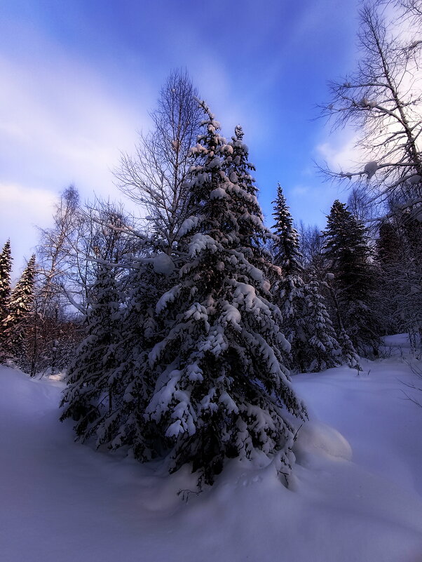 В лесу родилась елочка - Павел Трунцев В лесу родилась елочка - Павел Трунцев