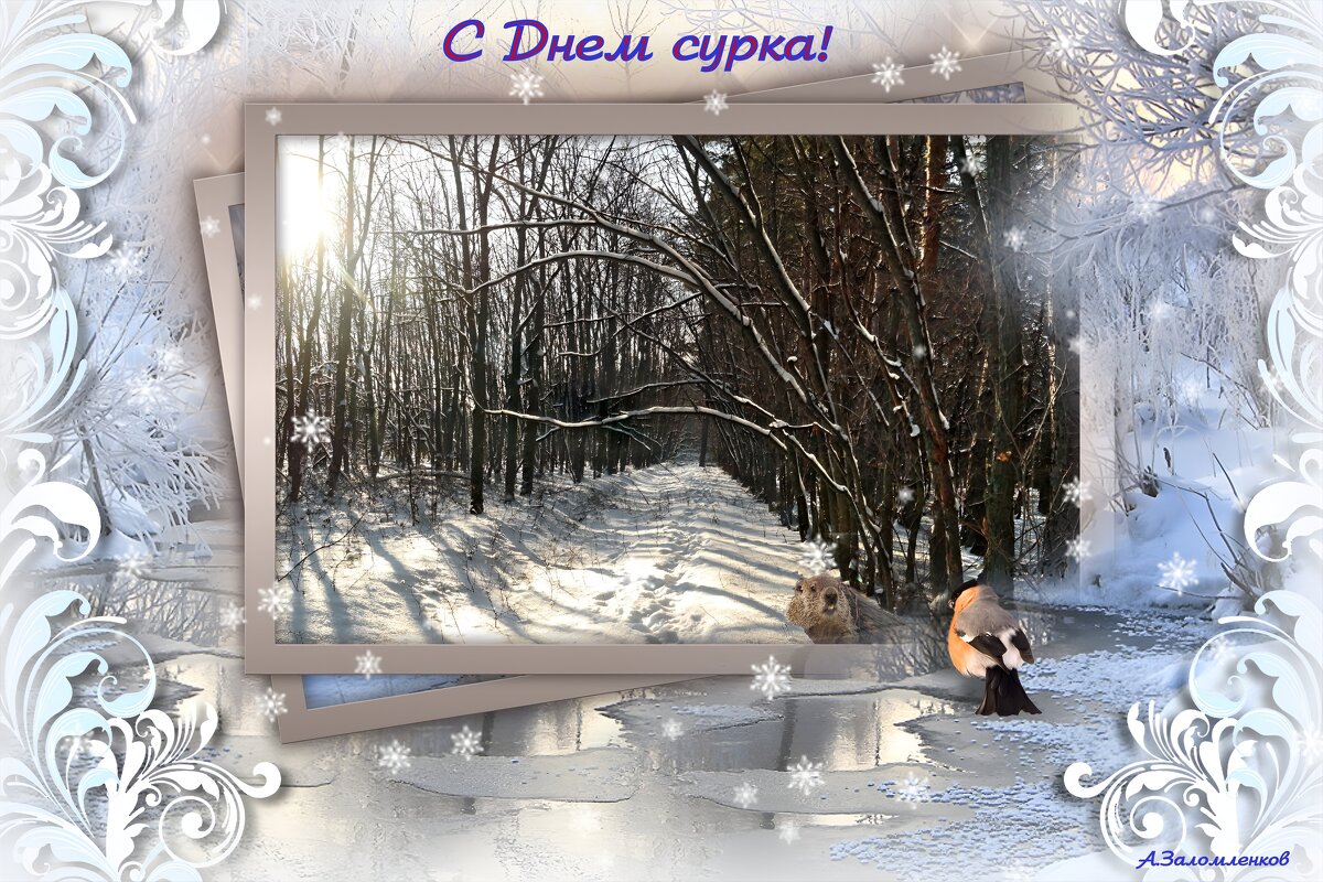 С Днём сурка!  :-) - Андрей Заломленков