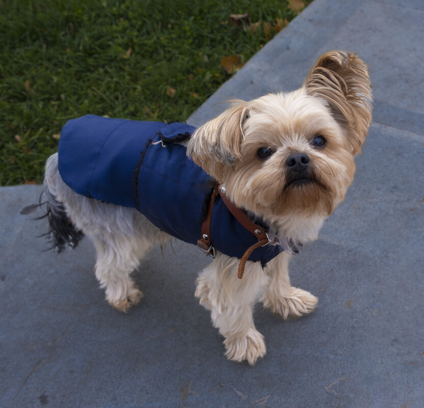 - Что-то стало холодать - пора шарфик одевать! - Евгений - Что-то стало холодать - пора шарфик одевать! - Евгений