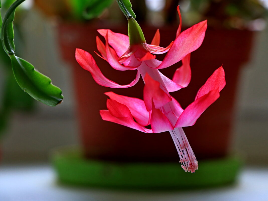 декабрист - Игорь Kуленко