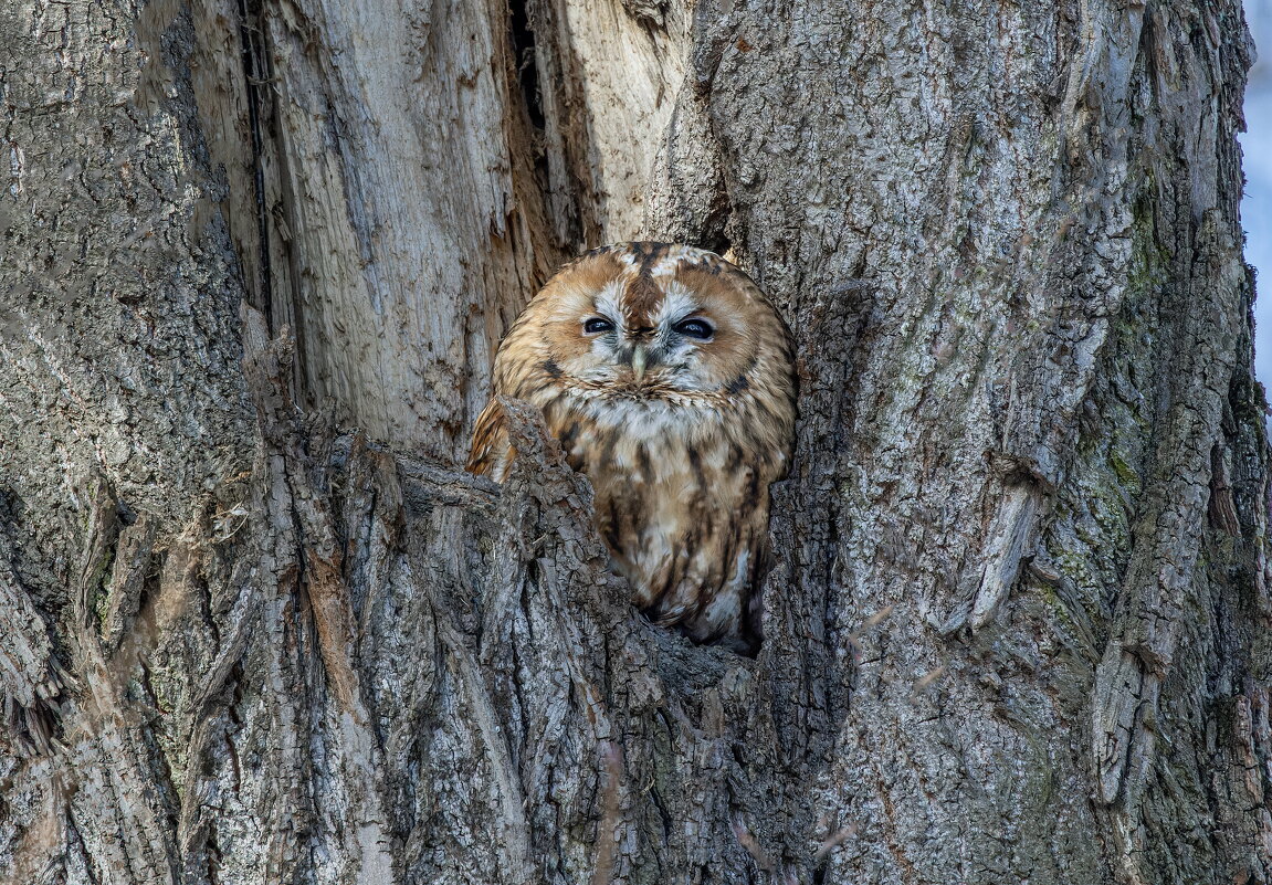 серая(рыжая) неясыть. - юрий макаров серая(рыжая) неясыть. - юрий макаров