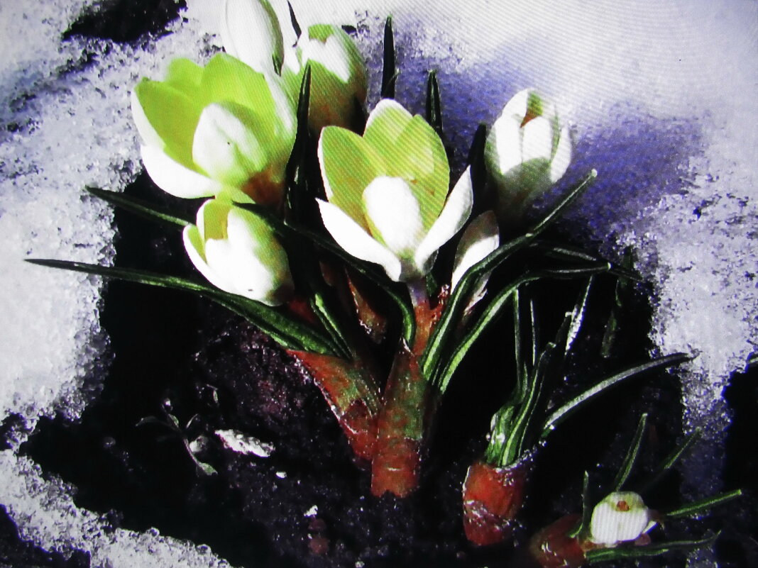 Жажда жизни - Людмила Смородинская