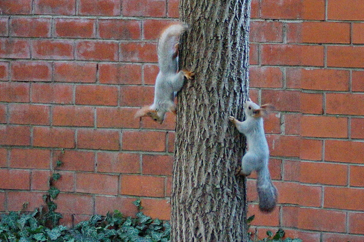 Про белочек... - Николай Саржанов Про белочек... - Николай Саржанов