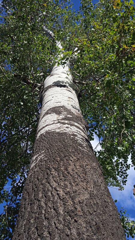 ........ - Елена Шаламова ........ - Елена Шаламова