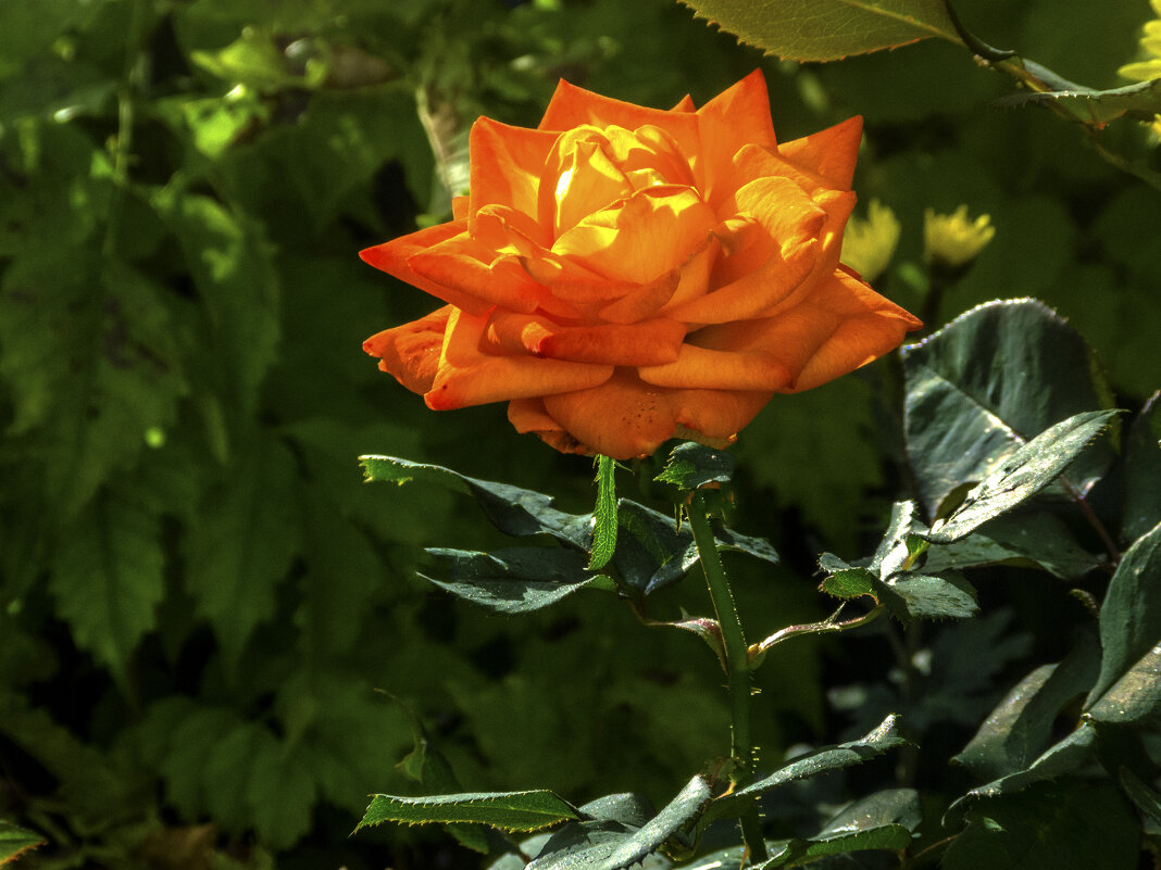 Розовая роза - Валентин Семчишин Розовая роза - Валентин Семчишин