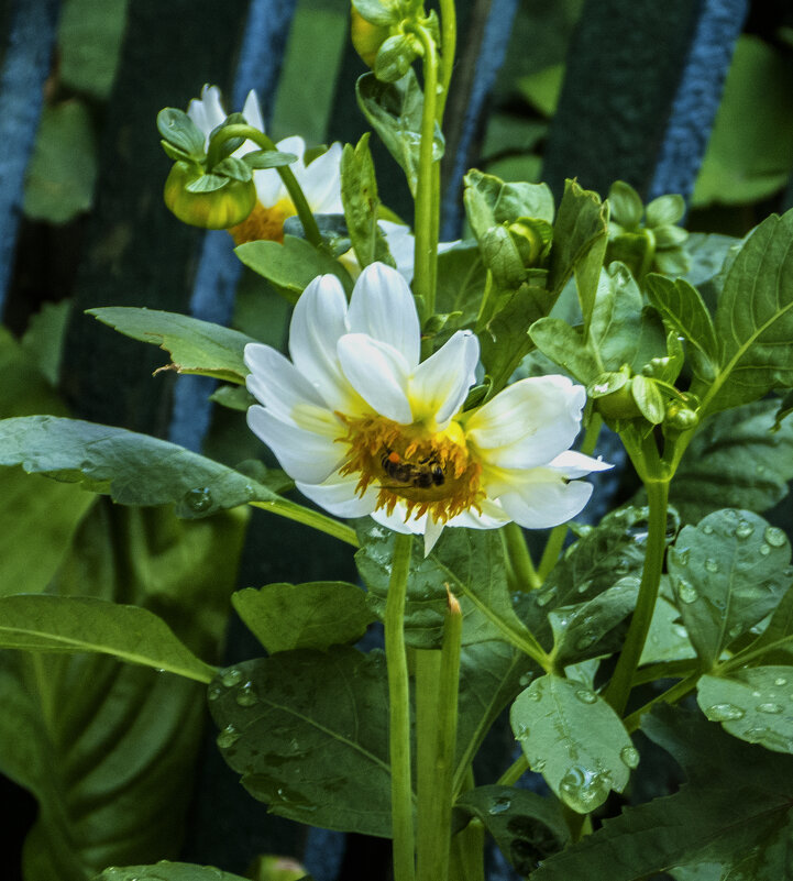 Пчёлка  труженица - Валентин Семчишин