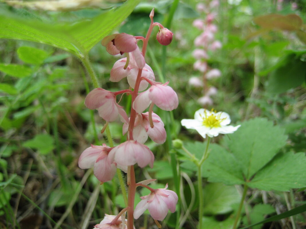 Грушанка - Anna Ivanova Грушанка - Anna Ivanova