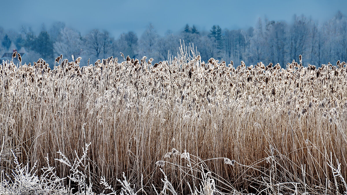 Зачем зимой сено? - Alexandеr P