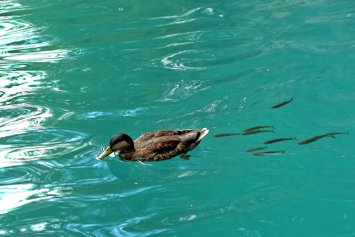 Заплыв - Sergey Grim