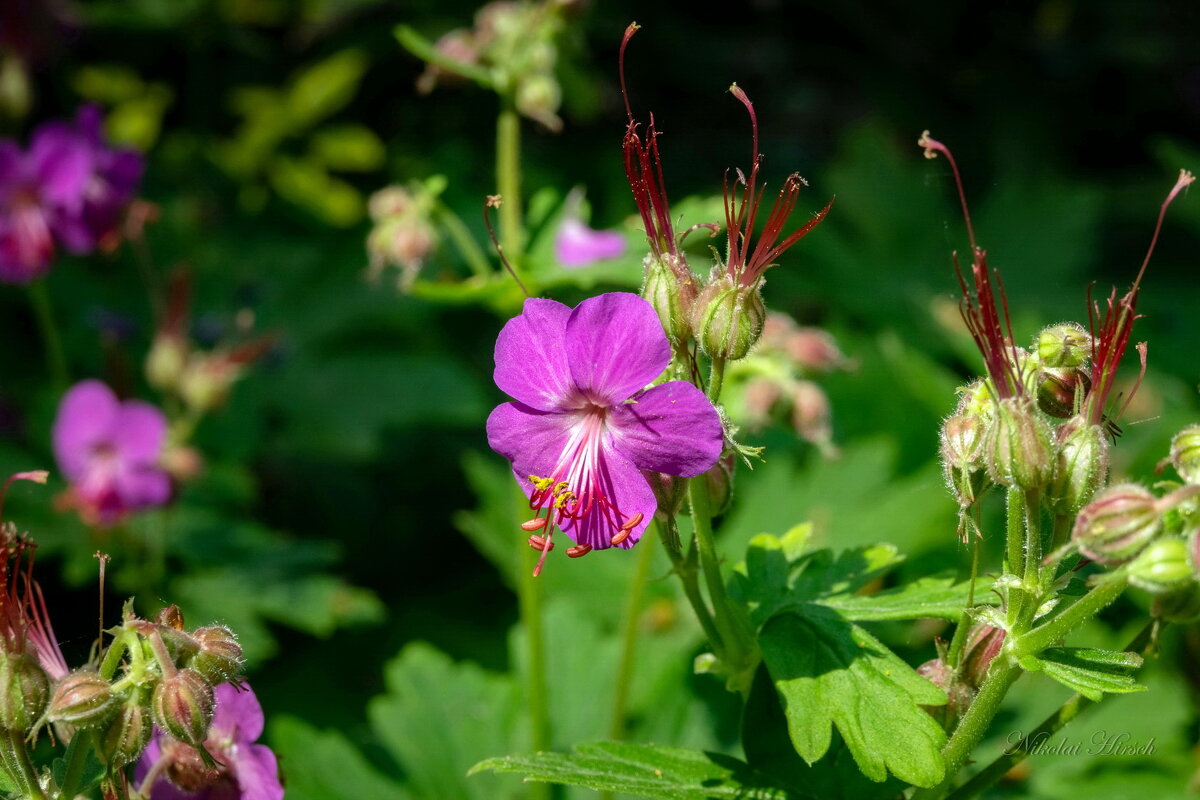 В чудесном мае... - Николай Гирш