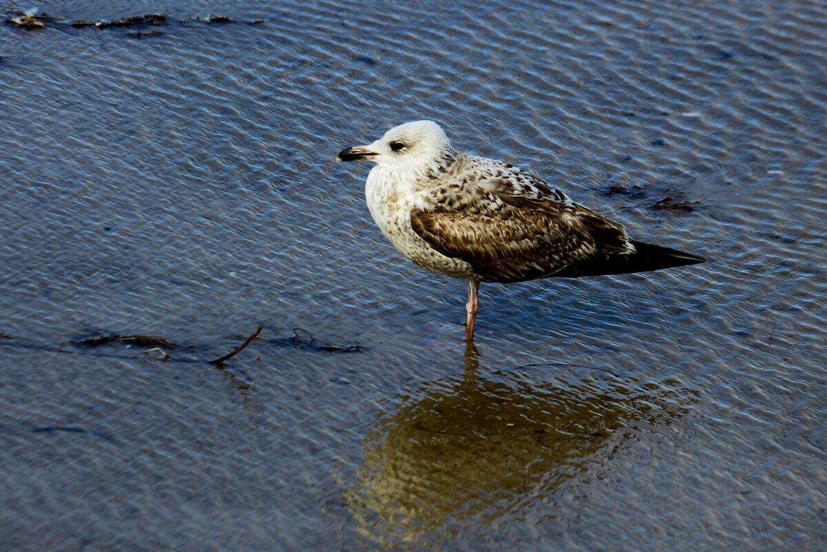 Зябко - Юрий. Шмаков Зябко - Юрий. Шмаков