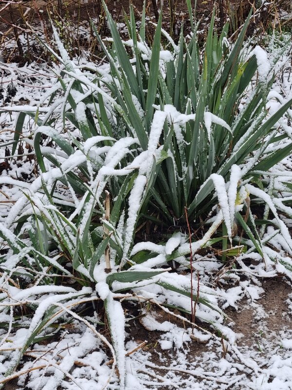 У нас сегодня снег... - Наталья У нас сегодня снег... - Наталья