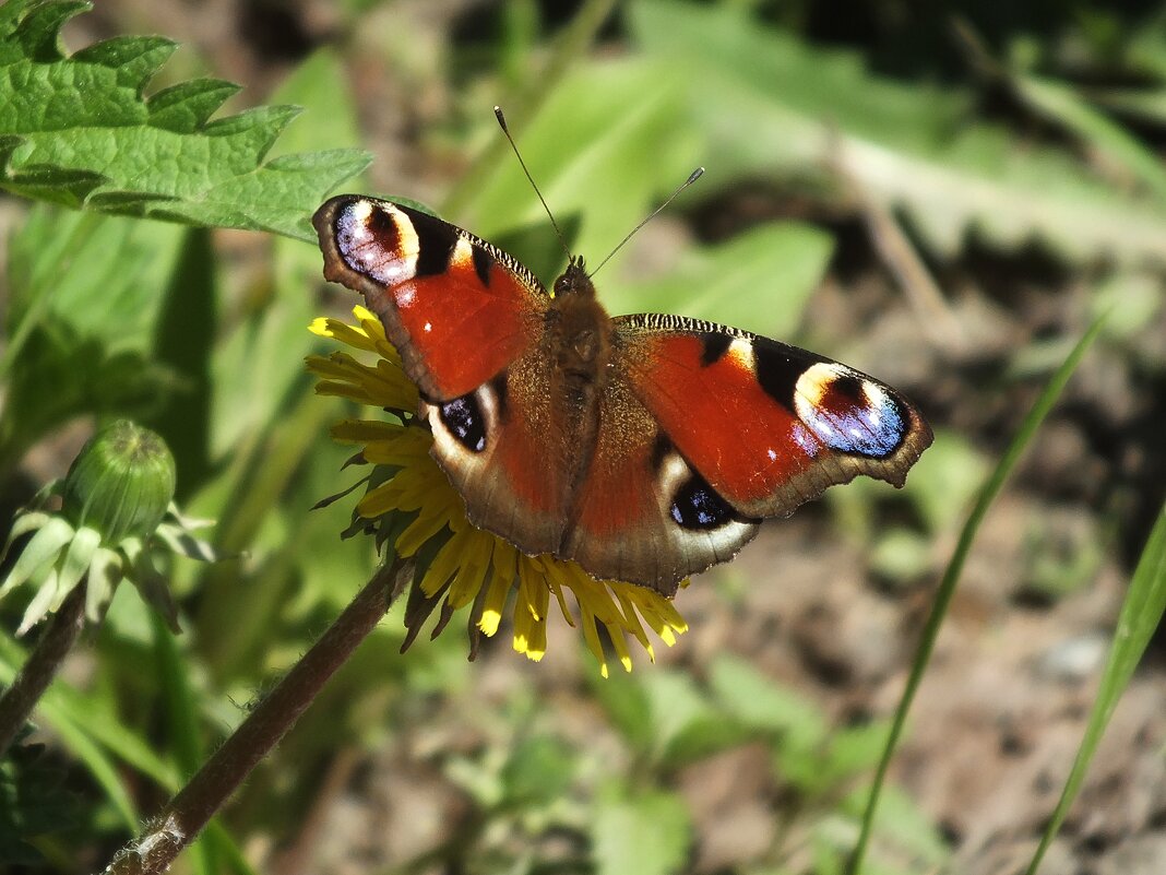 ** - Зоя Мишина