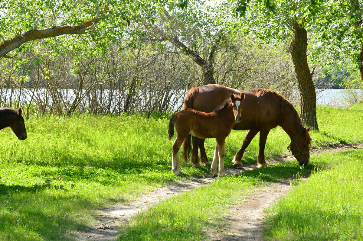 Мои дороги. - Виктор Мои дороги. - Виктор