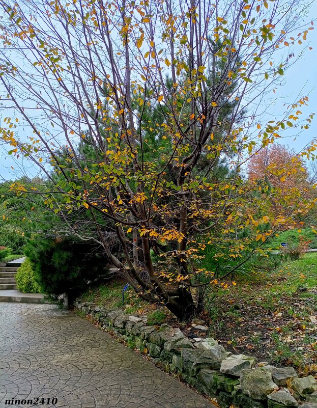 Адлер. Дендропарк "Южные культуры" - Нина Бутко