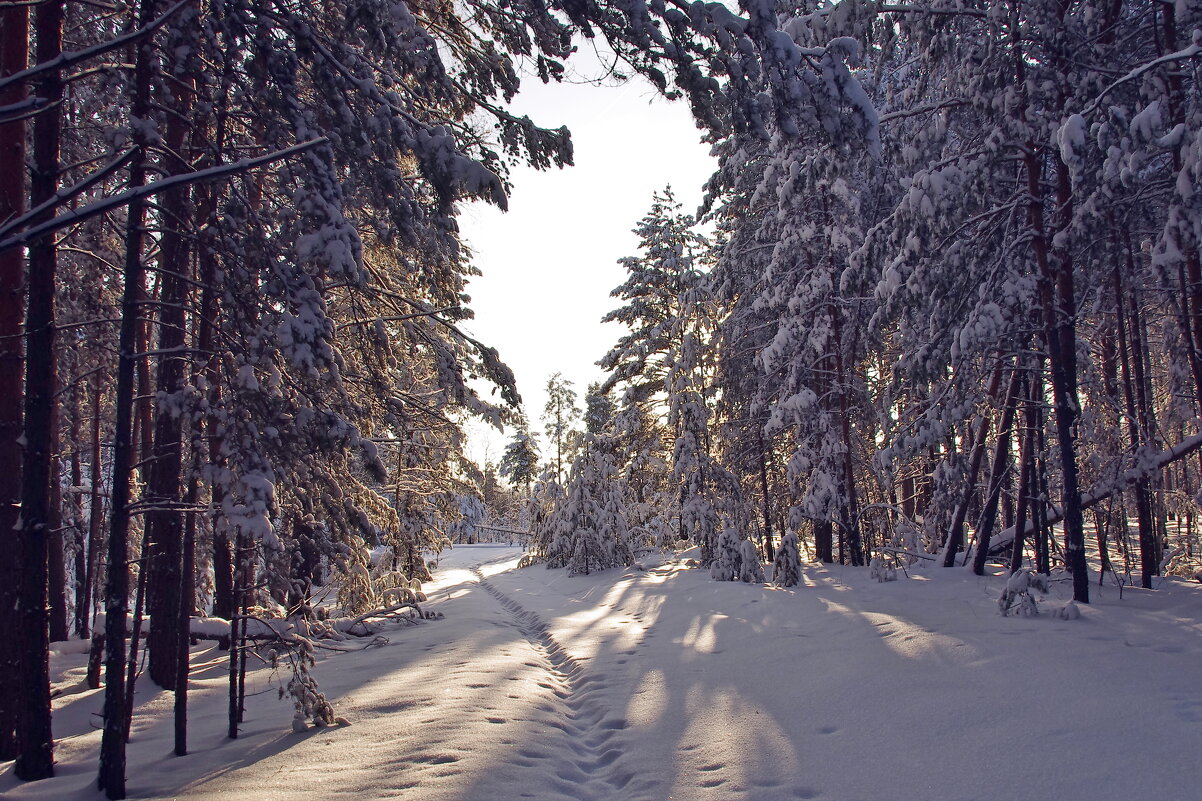 Зимний лес - Сергей Швечков Зимний лес - Сергей Швечков