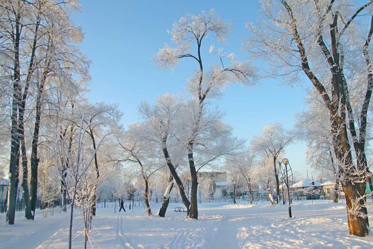 Деревья в парке зимой - Сергей Швечков Деревья в парке зимой - Сергей Швечков
