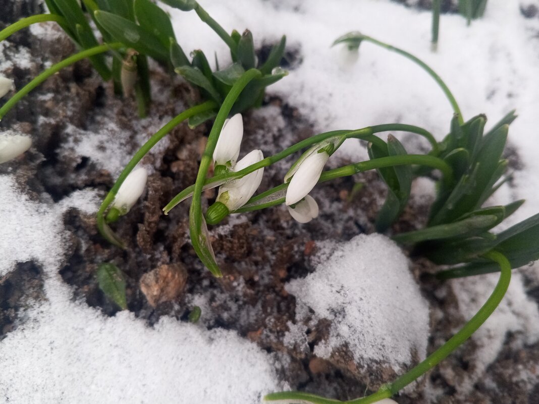 Подснежник - Сапсан 