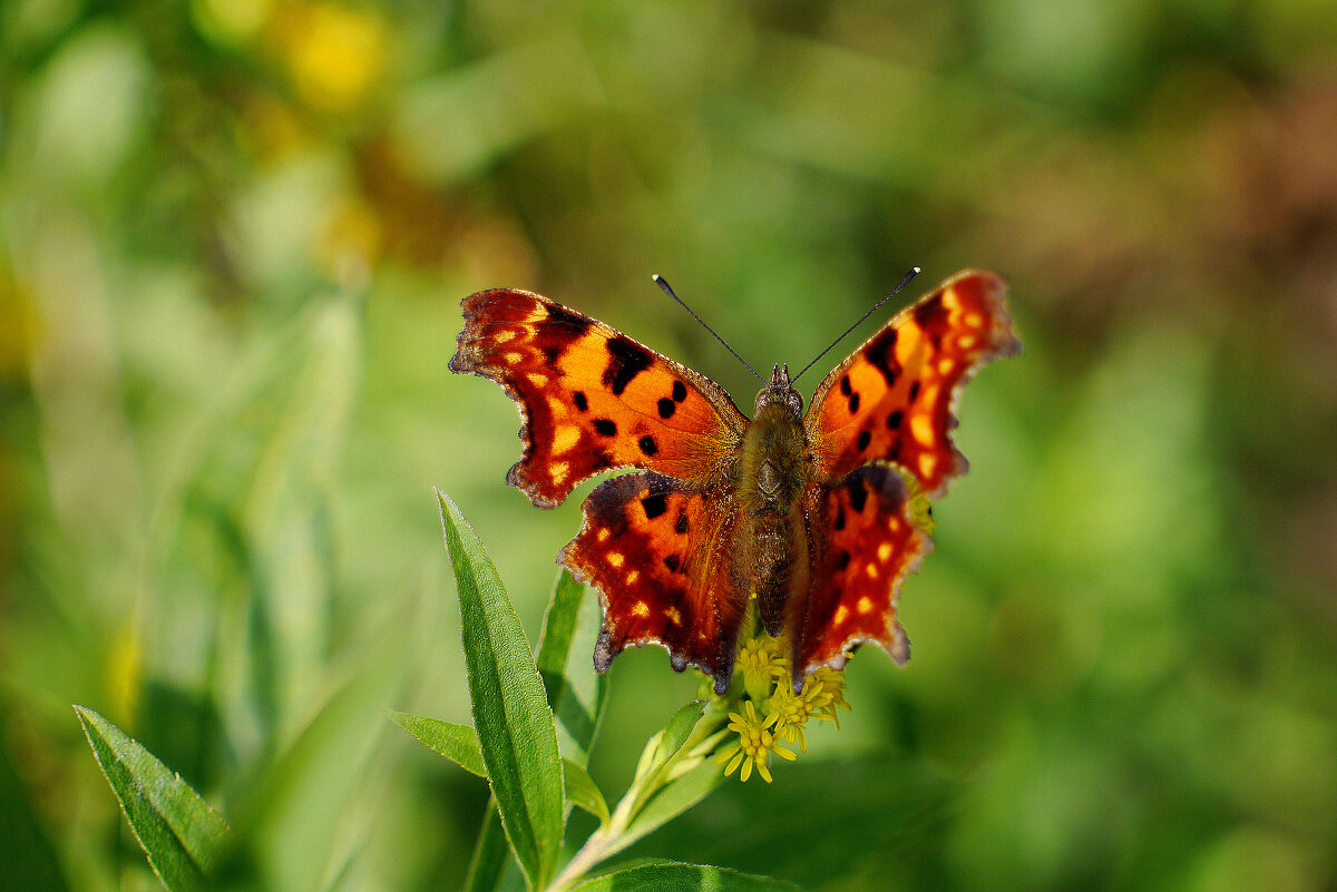 опять про бабочек 301 - Александр Прокудин опять про бабочек 301 - Александр Прокудин