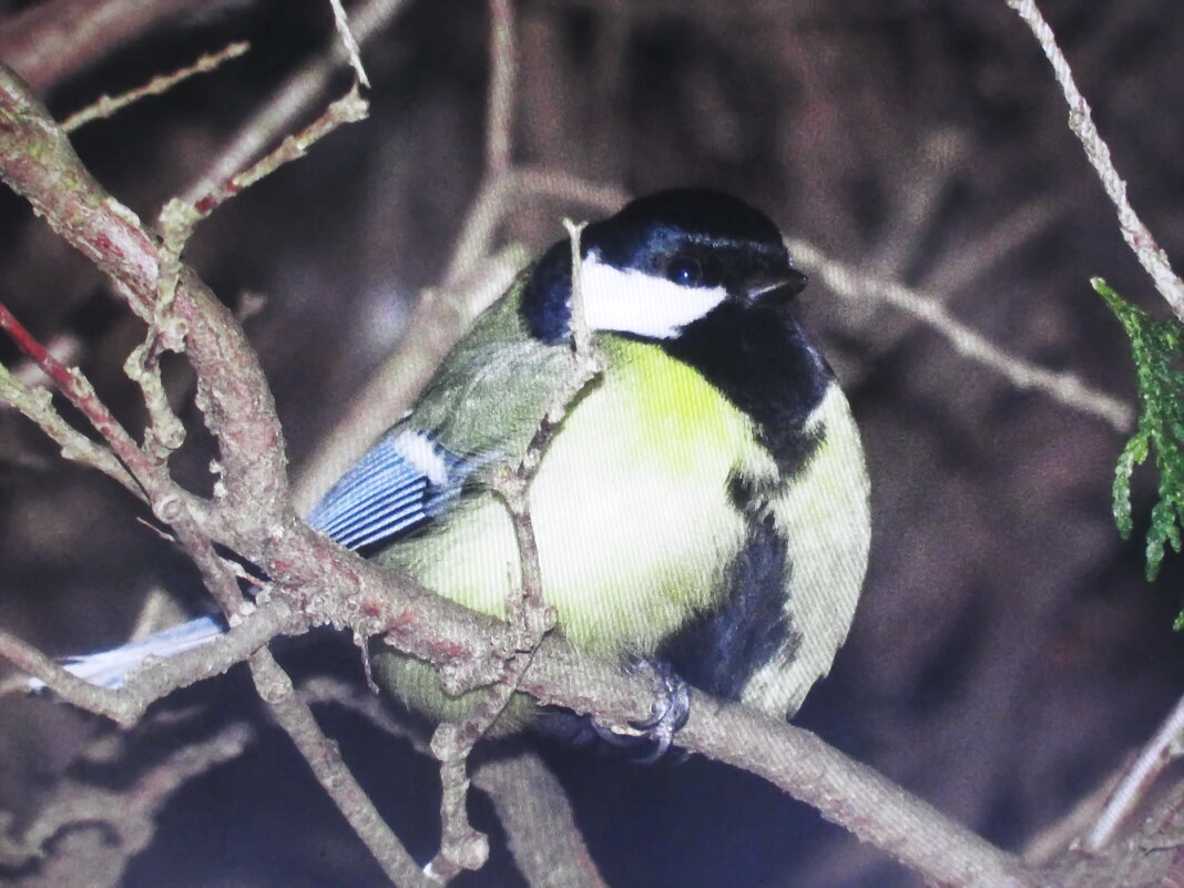 Такая довольная - Людмила Смородинская Такая довольная - Людмила Смородинская