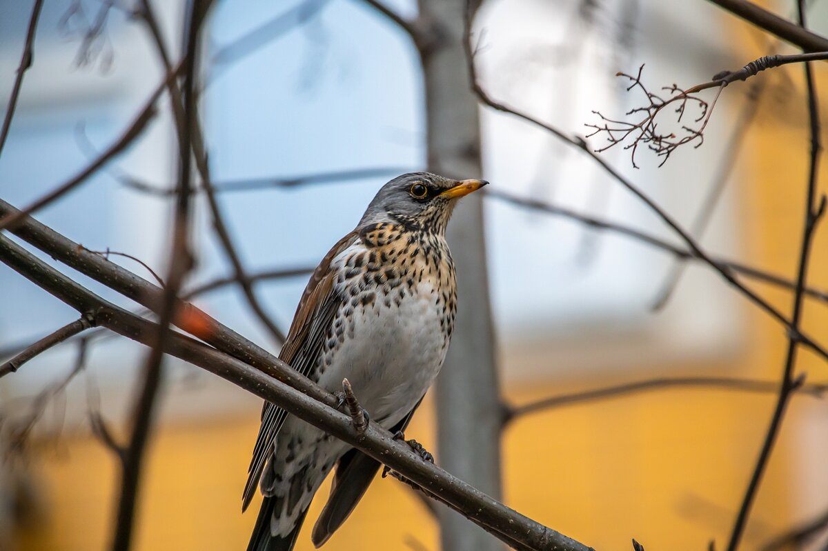 Поели всю рябину - Валерий Иванович Поели всю рябину - Валерий Иванович