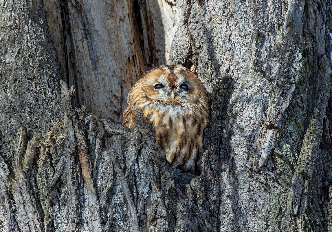 серая(рыжая) неясыть. - юрий макаров серая(рыжая) неясыть. - юрий макаров