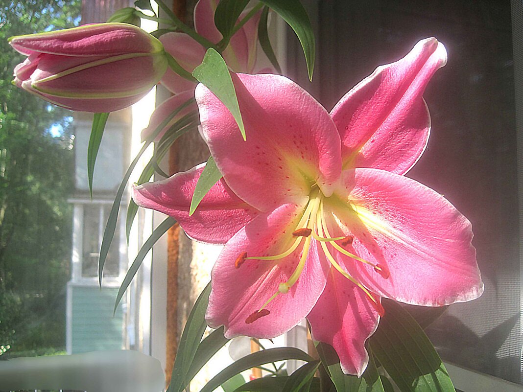 Моя Ли.. - Елена Семигина