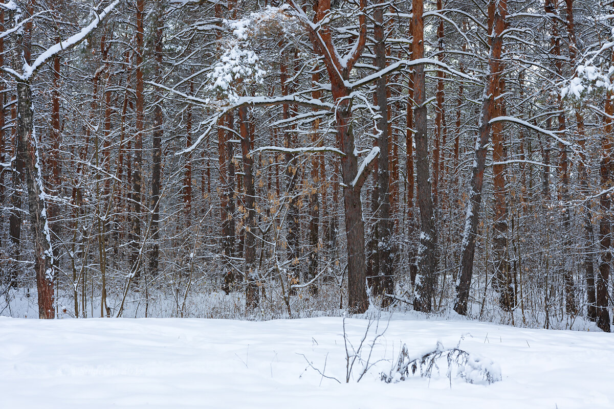 Сосновый бор зимой - Александр Синдерёв Сосновый бор зимой - Александр Синдерёв
