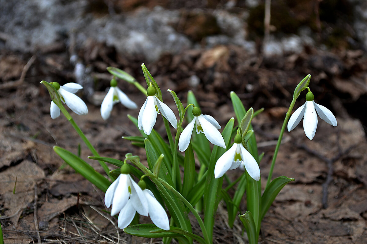 галантус (подснежники) - Ольга 