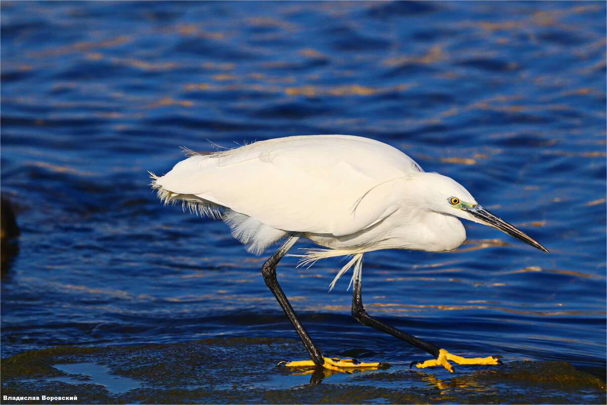 Дикие животные - Владислав Воровский Дикие животные - Владислав Воровский