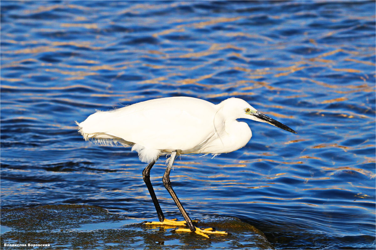 Дикие животные - Владислав Воровский Дикие животные - Владислав Воровский