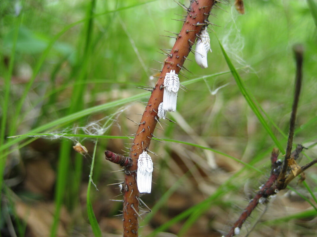 Червец крапивный - Anna Ivanova