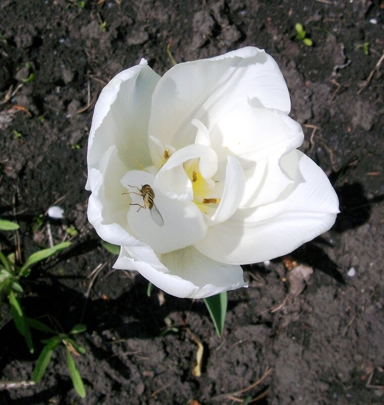 Белый тюльпан - Galaelina *** Белый тюльпан - Galaelina ***