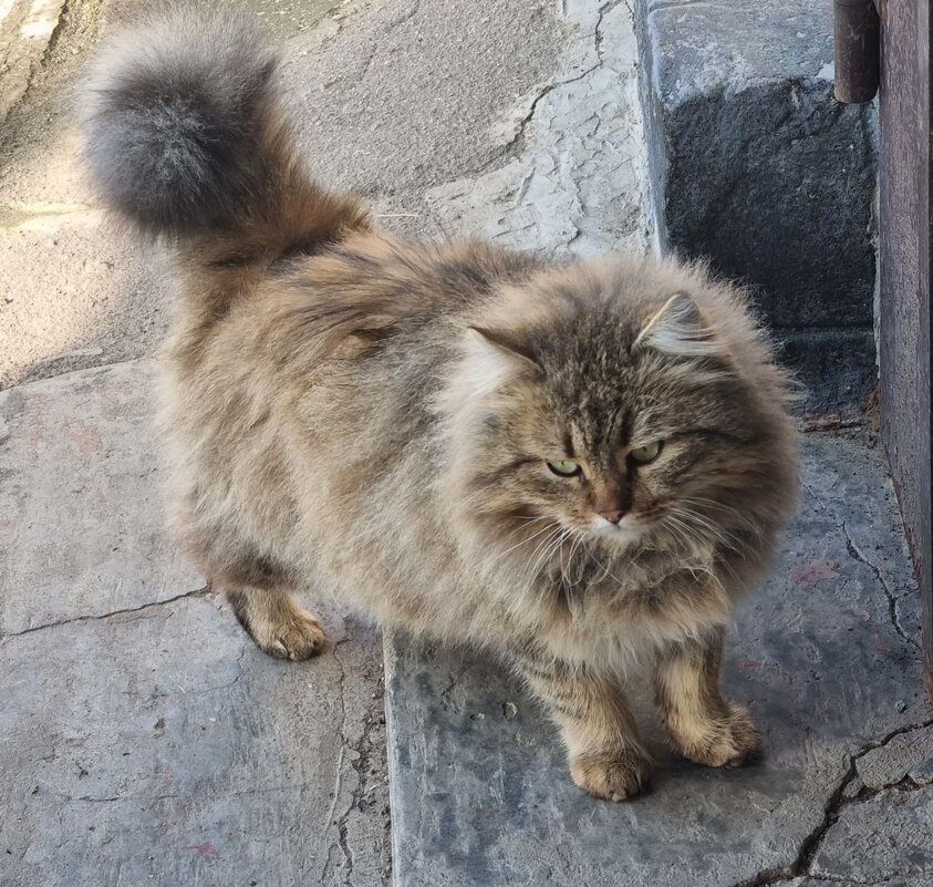 Задумался у двери :) - Наталья Задумался у двери :) - Наталья