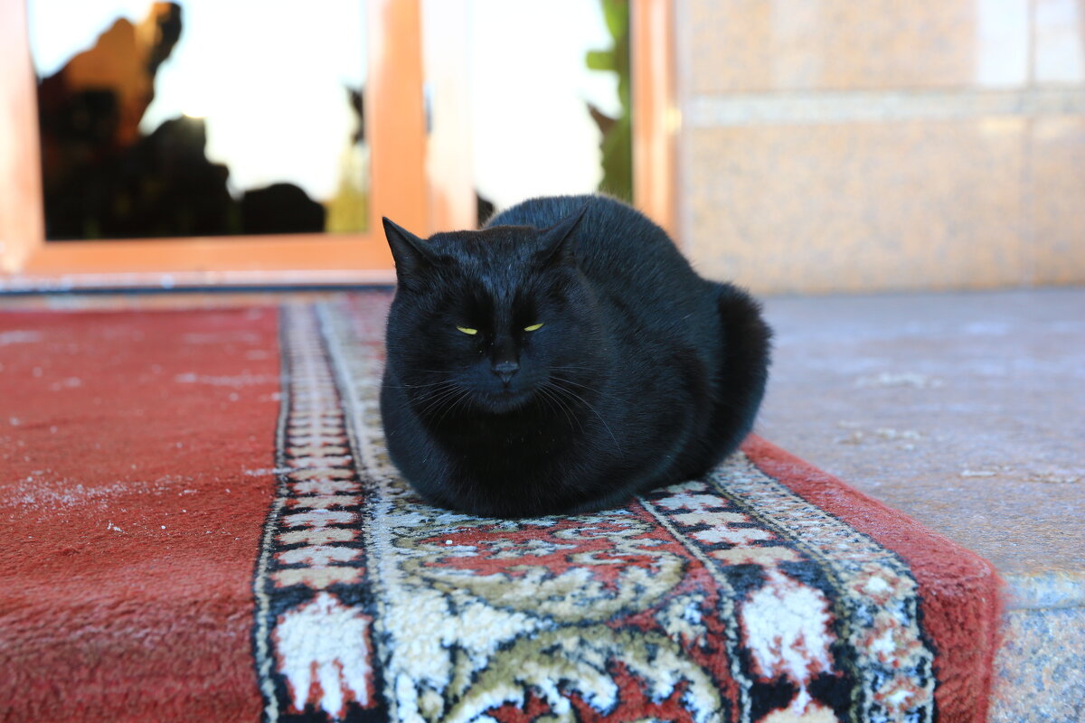 Котэ - Евгений +