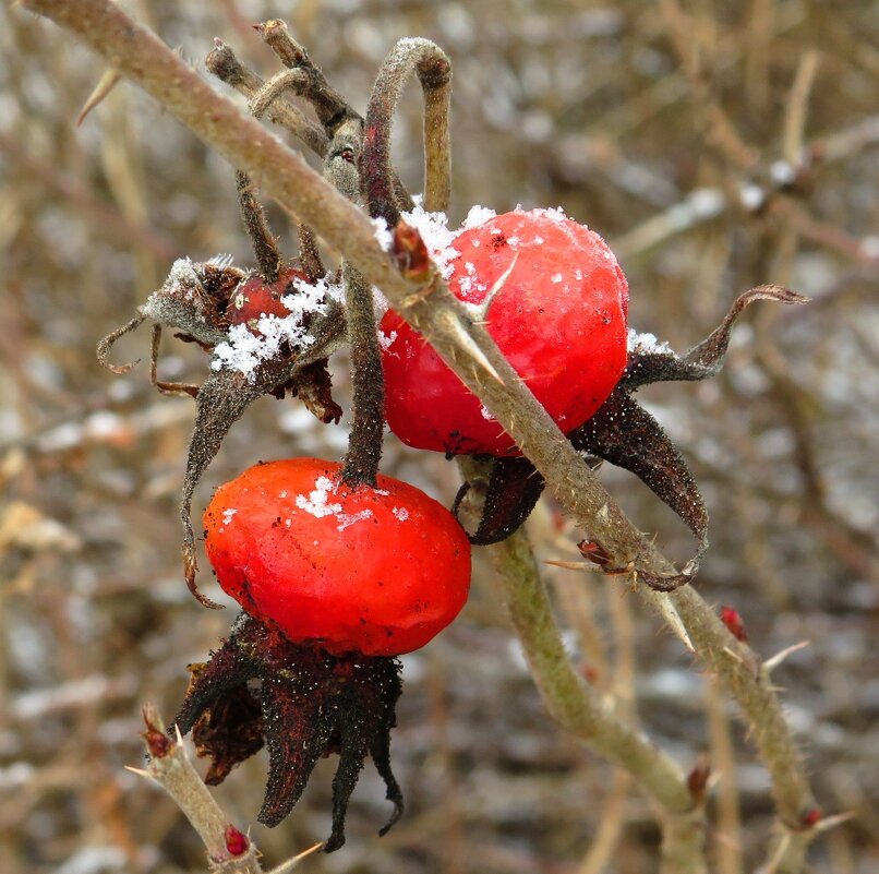Прошлогодние ягодки - Андрей Снегерёв Прошлогодние ягодки - Андрей Снегерёв