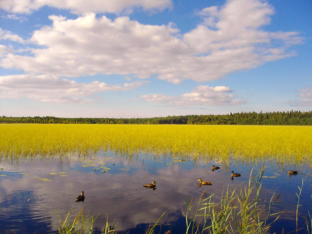 Утки на Глухом озере. - Лия ☼ Утки на Глухом озере. - Лия ☼