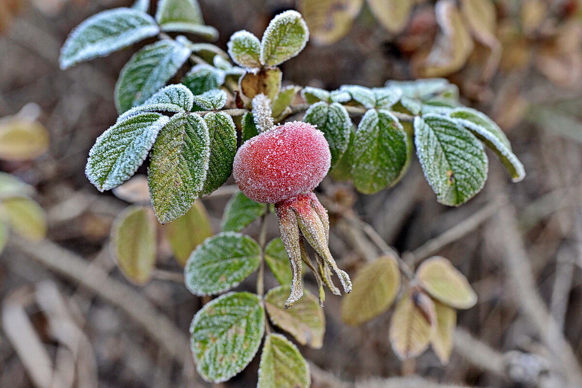 * - Виталий Половинко * - Виталий Половинко