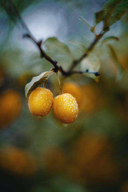 Керченская алыча. - Анатолий Щербак