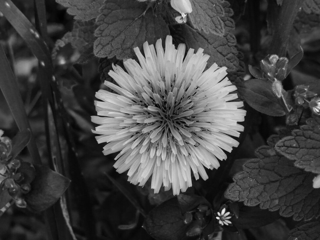 Одуванчик - Валерий Ткаченко Одуванчик - Валерий Ткаченко