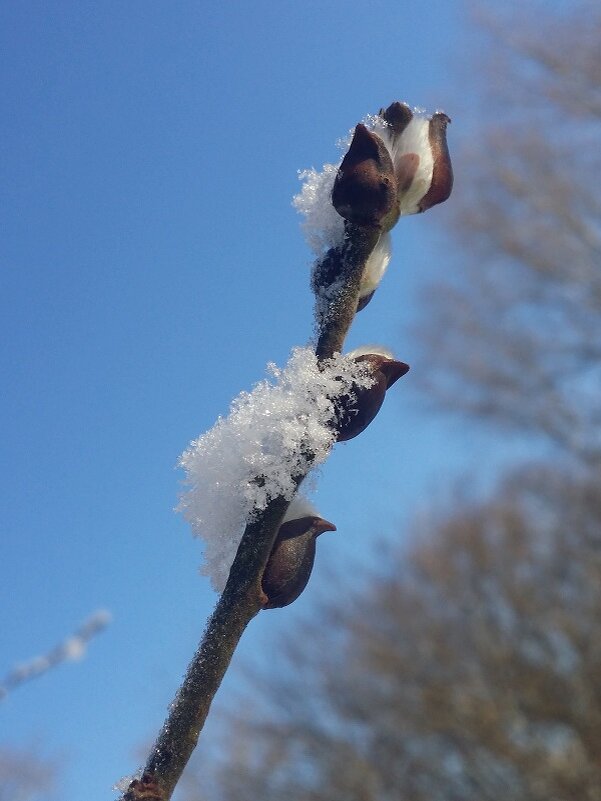 хочется весны - Наталия Кольцова
