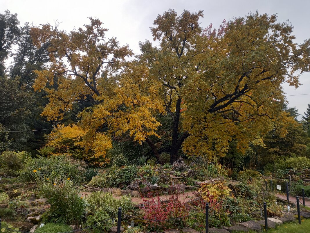 Осень - Сапсан 