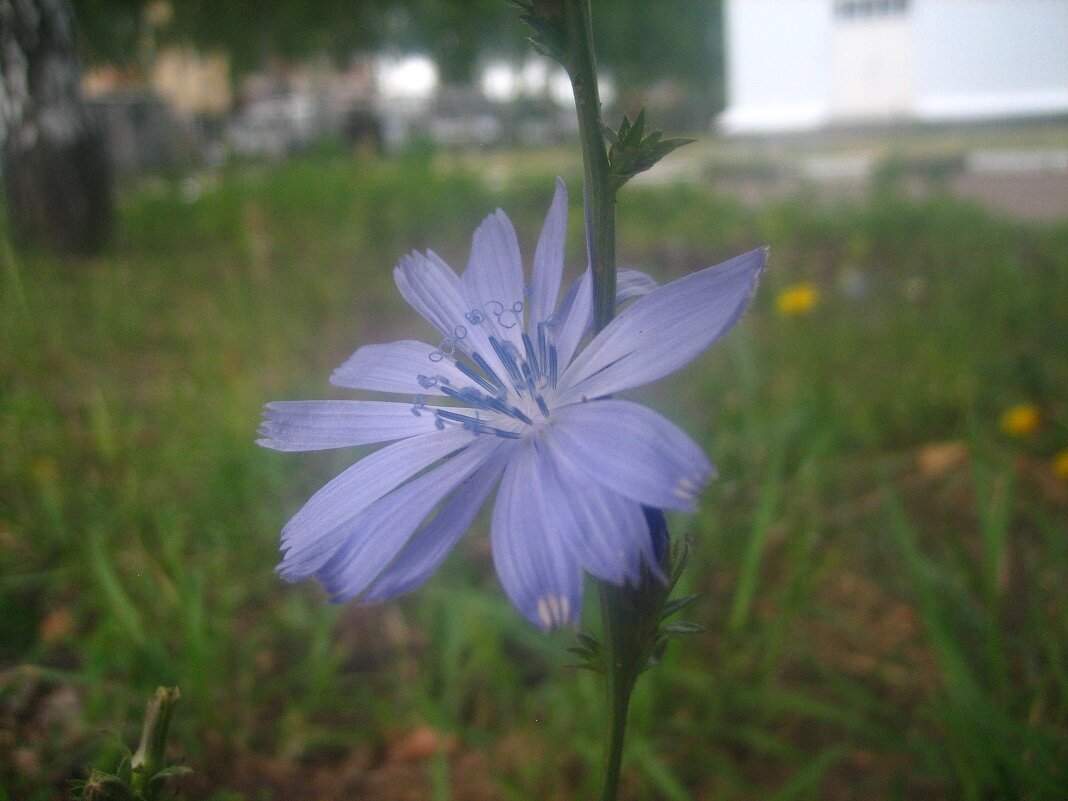 цикорий - Александр Кольцов