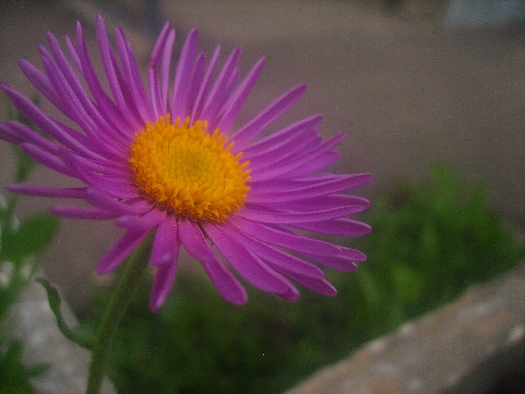 астра альпийская - Александр Кольцов