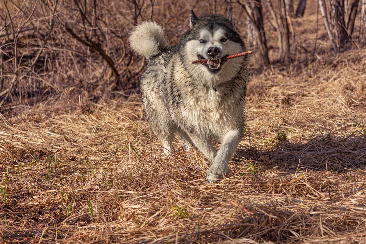 Тесей. - leff Postnov Тесей. - leff Postnov