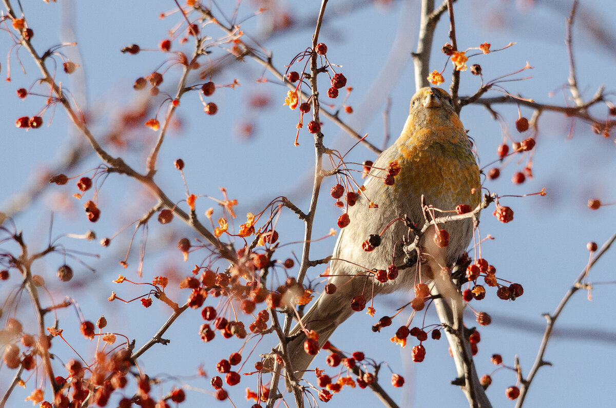 Щур. - Виктор Иванович Чернюк Щур. - Виктор Иванович Чернюк