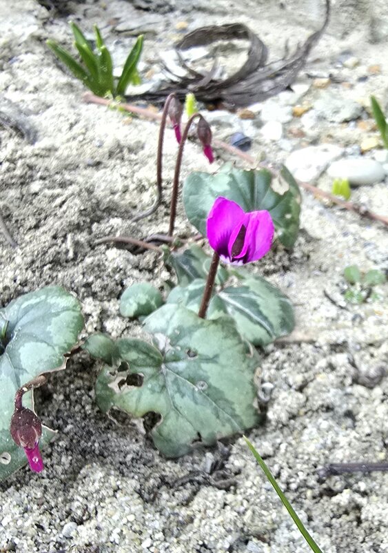 Доброго утра всем! - Наталья (D.Nat@lia)