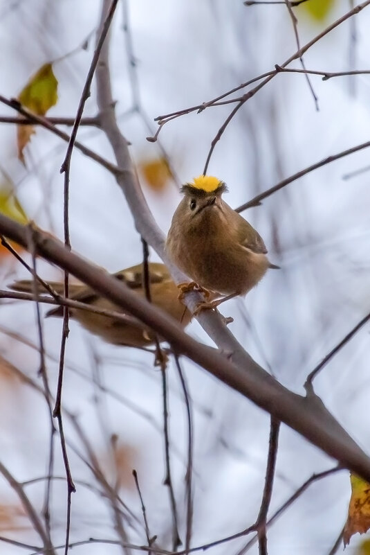 Королек - Владимир Лазарев Королек - Владимир Лазарев