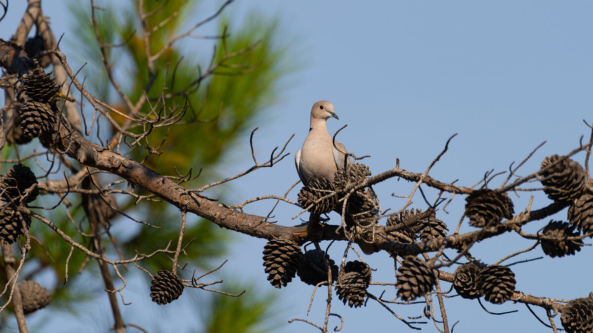 Горлица - Владимир Лазарев